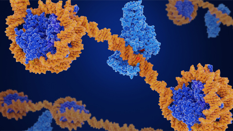 CRISPR epigenome editor offers potential neurodevelopmental gene therapies