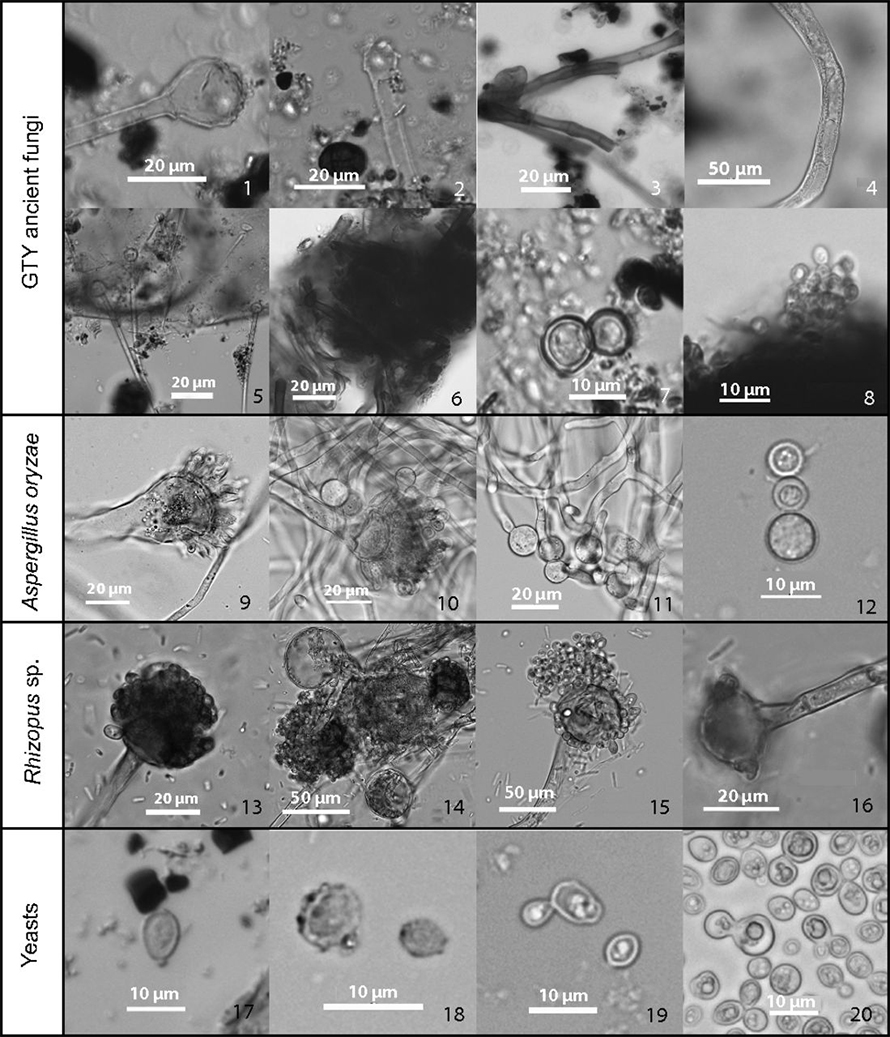Analyses of residue on pottery shards from the neolithic site of Guantaoyuan in China revealed bits of microbial structures (top two rows, GTY ancient fungi). These ancient microbes have a striking resemblance to the fungi Aspergillus oryzae (third row), Rhizopus (fourth row) and yeasts (bottom row), which are used to make various fermented foods and drinks.