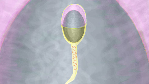 Mouse model may help explain, treat infertility