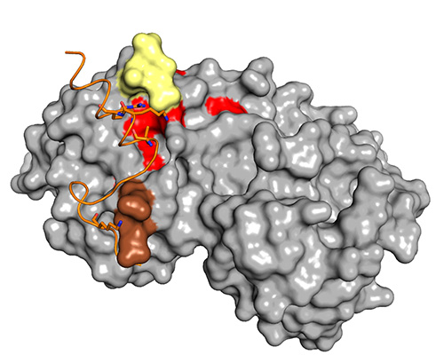 model of p38α MAP kinase interacting with part of a pro-inflammatory substrate, MK2.