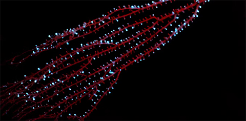 The bamboo coral Isidella displaying bioluminescence in the Caribbean in 2009.