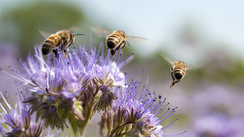 ‘Inert’ ingredients in pesticides may be more toxic to bees than scientists thought