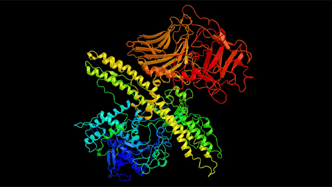 The structure of botulinum toxin, a protein produced by the bacterium Clostridium botulinum.