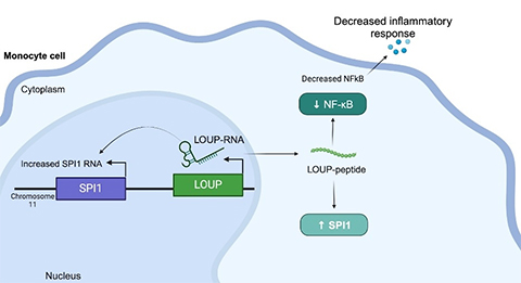 The Carpenter lab has discovered that LOUP is a multifunctional gene in immune cells called monocytes. LOUP can work inside the nucleus to control its neighbor SPI1. They also discovered that LOUP RNA can leave the nucleus and produce a small peptide in the cytoplasm leading to an increase in the protein SPI1 and causing downregulation of NF-kB, the master controller of inflammation.