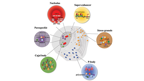 Disease-linked mutations disrupt protein phase behavior