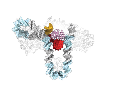 A snapshot of CRISPR enzymes making a DNA-based memory of a viral infection, the first step in a bacterial adaptive immune response. Here, a CRISPR enzyme pastes a fragment of viral DNA (red) into single spot in the bacterial genome called a CRISPR repeat sequence (yellow). CRISPR and additional bacterial proteins recognize extra DNA sequences (light blue) to fold the bacterial genome into a special shape (a U-bend and a loop), that specify this position in the genome.