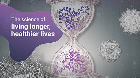 The timekeepers of proteostasis