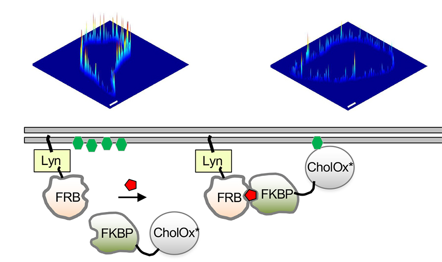 Site-specific depletion of cholesterol in the inner leaflet of the plasma membrane is accomplished by targeting of an engineered cholesterol oxidase.