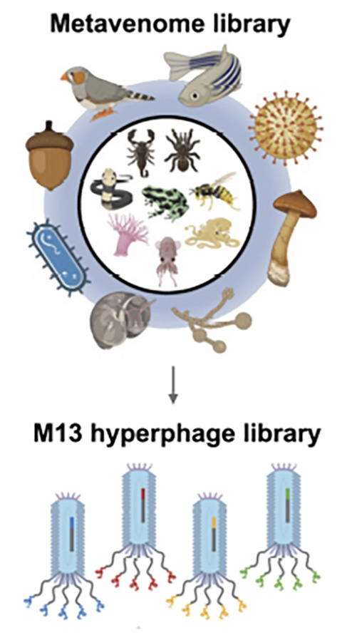 Simplified diagram of Meng-Hsuan Hsiao of Ben Larman’s platform to facilitate drug discovery from animal venoms using M13 hyperphages.