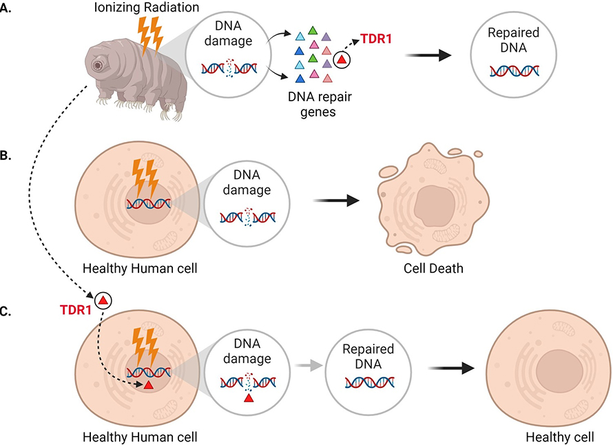 (A) In tardigrades, exposure to ionizing radiation or the drug bleomycin leads to DNA damage, such as double-stranded breaks (circle inset). This switches on various genes (triangles) that repair the genome, including the gene that codes for a protein called TDR1 (red triangle). (B) Bleomycin treatment (represented as lightning bolts) also causes double-stranded DNA breaks in human cells. However, these cannot be efficiently repaired, resulting in cell death. (C) Anoud et al. found that introducing the gene for TDR1 to the genome of human cells increases their ability to repair DNA damage and their chance of survival.