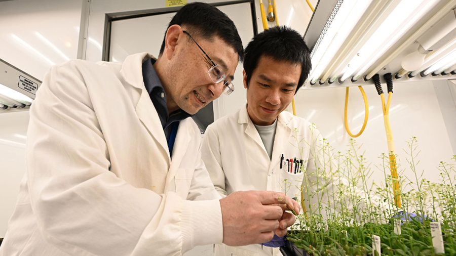 Modern plant enzyme partners with surprisingly ancient protein