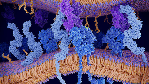 How antigen-processing proteins shape immunity
