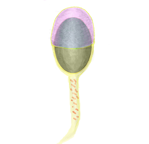 In this image of a sperm, the acrosome is shown in purple.