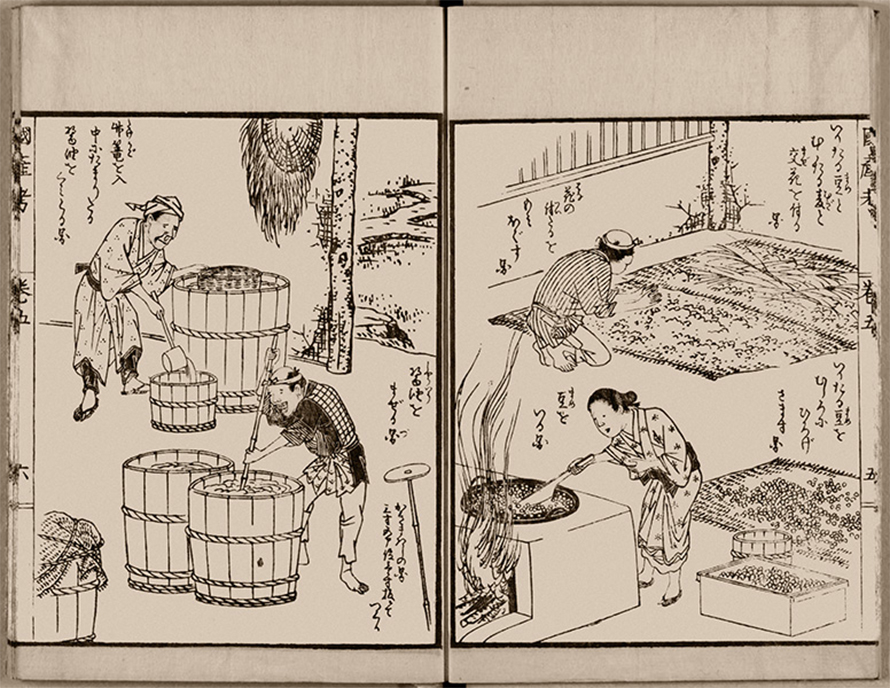 这幅插图来自日本江户时代（1603-1867 年）的一本农业书籍《麴麴国产》，展示了酱油的生产过程。右上角，曲霉正在大垫子上与大豆和小麦混合，这是制作调味品所需的两次发酵中的第一次。