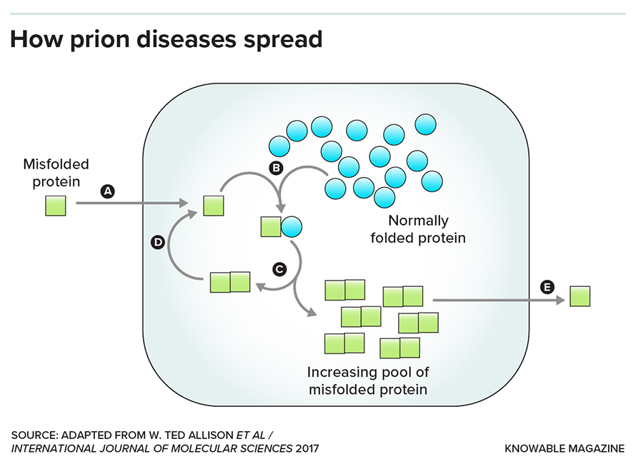 Prion diseases such as chronic wasting disease spread when a misfolded protein helps others to misfold as well. Here’s how it happens: A: A misfolded copy of the prion protein (green square) enters a cell or tissue; B: A normally folded copy of the same protein (blue circle) encounters the misfolded one; C: The misfolded protein causes the normal one to misfold as well, causing such proteins to accumulate; D: The harmful proteins go on to induce still more proteins to change shape; E: Misfolded proteins can be shed and go on to infect other tissues and other animals.