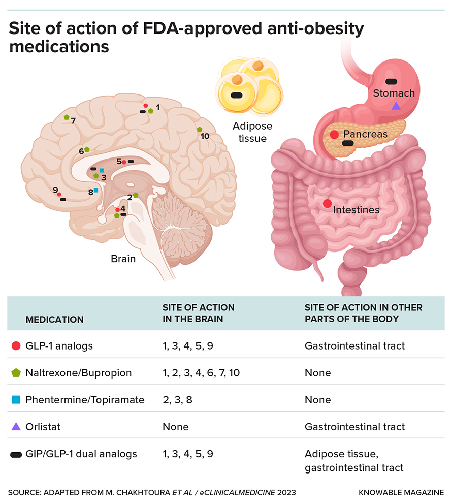 All current FDA-approved anti-obesity medications contribute to weight loss, although the results vary from one to another. Most of these compounds act at the brain level, to reduce appetite and increase satiety, and at the gastrointestinal level, to slow gastric emptying, promote insulin release or block fat absorption.