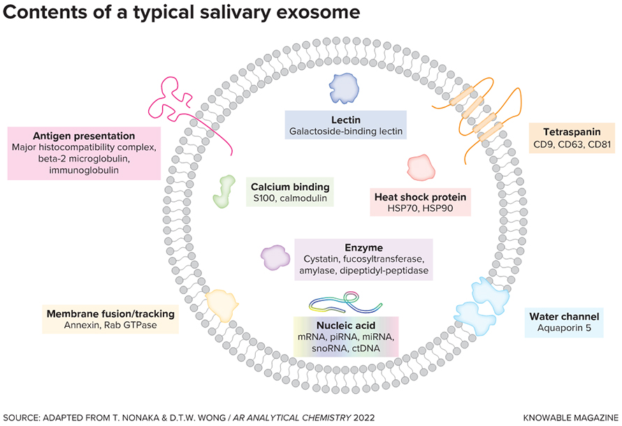 Exosomes in saliva contain diverse cargoes. Shown are a variety of nucleic acids — messenger RNA (mRNA), microRNA (miRNA), piwi-interacting RNA (piRNA), small nucleolar RNA (snoRNA) — as well as classes of proteins that serve different functions. They include, among others, enzymes that catalyze biochemical reactions, proteins involved in the immune system, ones that regulate water transport across membranes and ones that modulate calcium activity. The exosome’s cargo may also include “messages” from nearby or remote tumor cells, known as ctDNA or circulating tumor DNA.