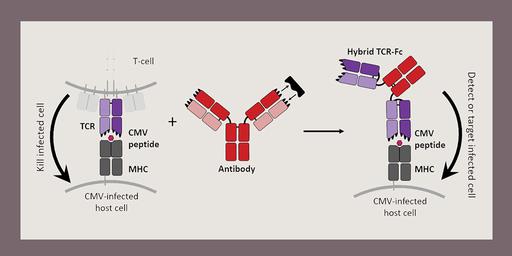 JBC: Outfitting T cell receptors for special combat