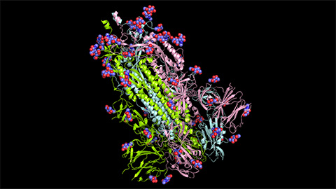 Blood glycome possibly predicts lifespan